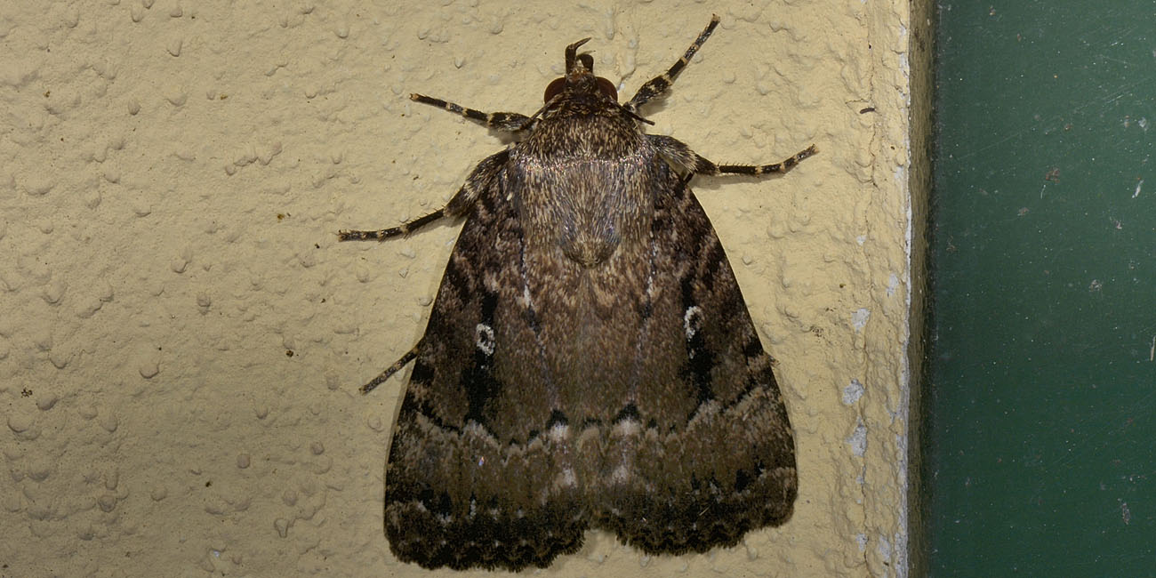 Noctuidae? S, Amphipyra cfr. pyramidea